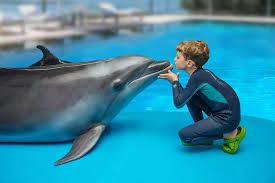 Swim with Dolphins - 4