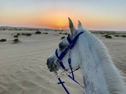  Desert Magic on Horseback