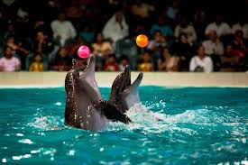 Dolphin Show  - 3