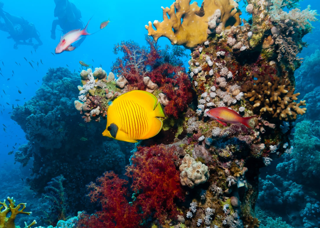 Tiran Island Snorkeling & Diving Cruise - 5