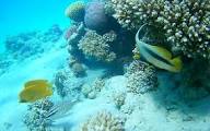 Sharm El Naga Nature Reserve - 4