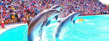 Dolphin Show  - 2
