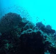 Sharm El Naga Nature Reserve - 3