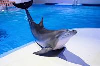  Swim with Dolphins - 2