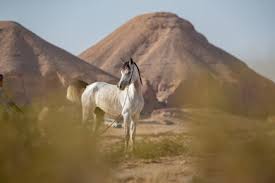  Desert Magic on Horseback - 2